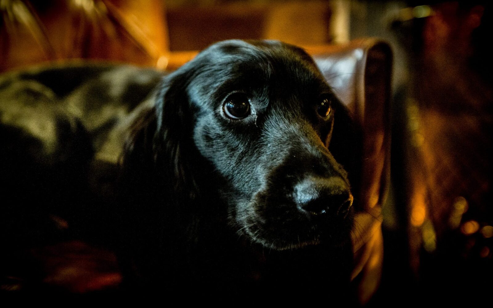 Dog Friendly