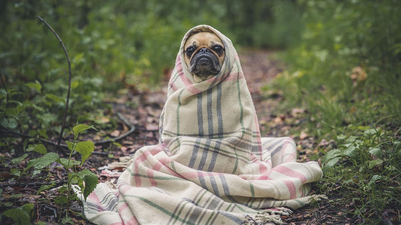 Winter Chills